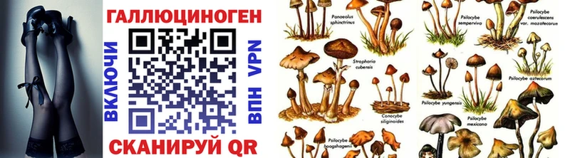 Галлюциногенные грибы Psilocybe  Осташков 